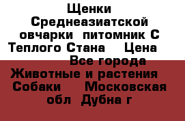 Щенки Среднеазиатской овчарки (питомник С Теплого Стана) › Цена ­ 20 000 - Все города Животные и растения » Собаки   . Московская обл.,Дубна г.